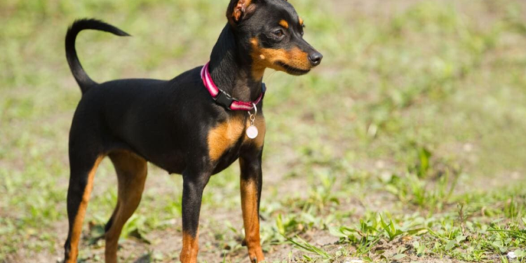 Homem é indiciado por espancar cão da raça pinscher em MG; namorada dele filmou agressões