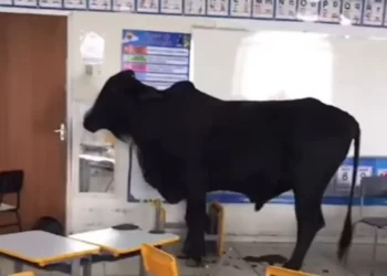 Vídeo: Boi assustado foge de curral, acha escola aberta e tenta se refugiar em sala de aula