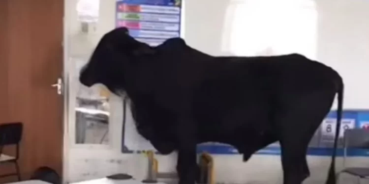 Vídeo: Boi assustado foge de curral, acha escola aberta e tenta se refugiar em sala de aula