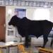 Vídeo: Boi assustado foge de curral, acha escola aberta e tenta se refugiar em sala de aula