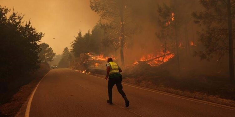 Idosa de 71 anos é detida  suspeita de atear fogo em  floresta no Sabugal, Guarda
