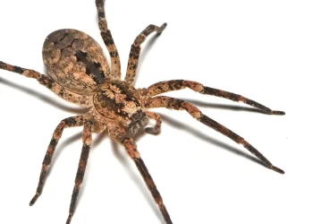 Tráfico de tarântulas: PF intercepta 73 aranhas enviadas para a Alemanha