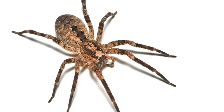 Tráfico de tarântulas: PF intercepta 73 aranhas enviadas para a Alemanha