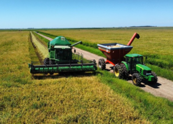 Primeira estimativa da safra de grãos aponta recorde e crescimento de 8,3%