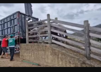 Em Minas Gerais 20 cavalos com doença infecciosa são sacrificados