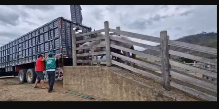 Em Minas Gerais 20 cavalos com doença infecciosa são sacrificados