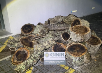 Frio chegando: Homem de 31 anos é detido pela GNR por furto de lenha