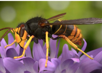 Portugal : Homem de 66 anos morre após picada de vespa asiática em Mondim de Basto