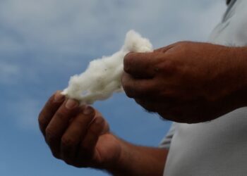 Como a Colômbia usa tecnologia brasileira para impulsionar produção do algodão?