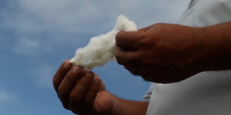 Como a Colômbia usa tecnologia brasileira para impulsionar produção do algodão?