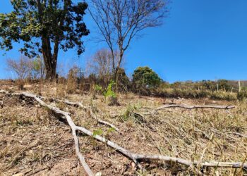 Produtor afetado pela seca em Minas poderá renegociar dívidas
