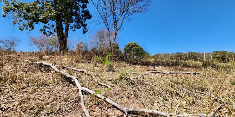 Produtor afetado pela seca em Minas poderá renegociar dívidas