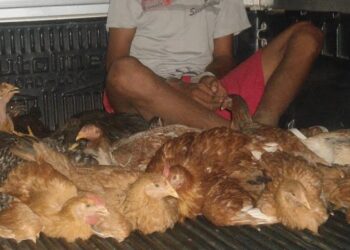 Homem de 38 anos espanca idosos com cadeiradas para roubar galinhas em Minas Gerais