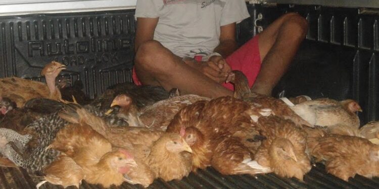 Homem de 38 anos espanca idosos com cadeiradas para roubar galinhas em Minas Gerais