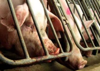 Investigação de ONG expõe condições imundas e sofrimento animal em diversas fazendas de suínos no sul do Brasil