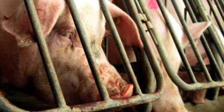 Investigação de ONG expõe condições imundas e sofrimento animal em diversas fazendas de suínos no sul do Brasil