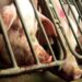 Investigação de ONG expõe condições imundas e sofrimento animal em diversas fazendas de suínos no sul do Brasil