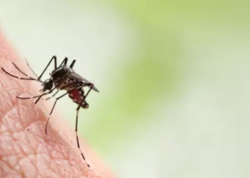 Dengue matou mais de “Mil pessoas” em Minas Gerais este ano, diz Ministério da Saúde