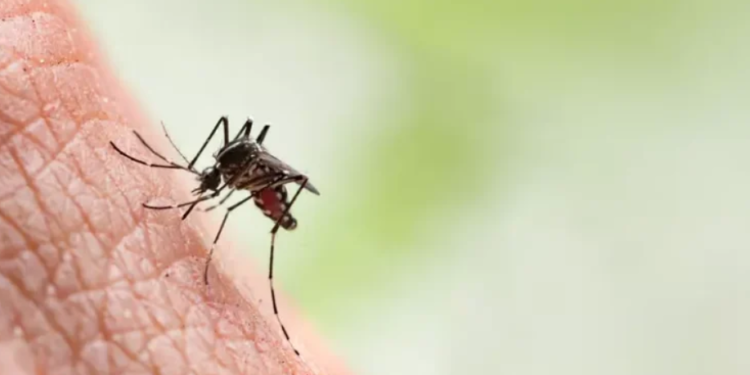 Dengue matou mais de “Mil pessoas” em Minas Gerais este ano, diz Ministério da Saúde