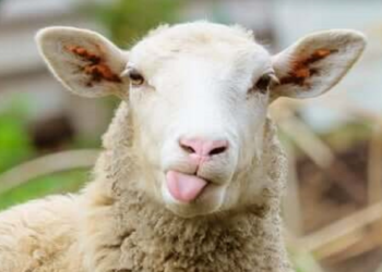 Homem de 37 anos é detido pela GNR por furto de ovelhas em Lousada