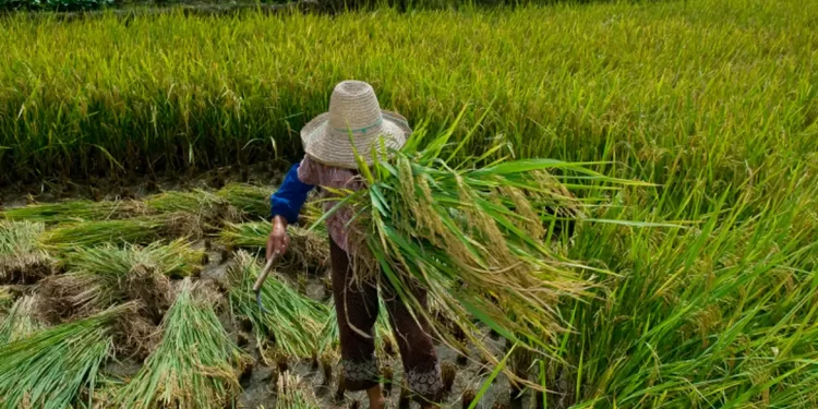 Campanha alerta para versão contemporânea do trabalho escravo