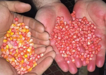 “Piratas do Agro”: Polícia desmantela esquema criminoso de falsificação de sementes de milho e soja