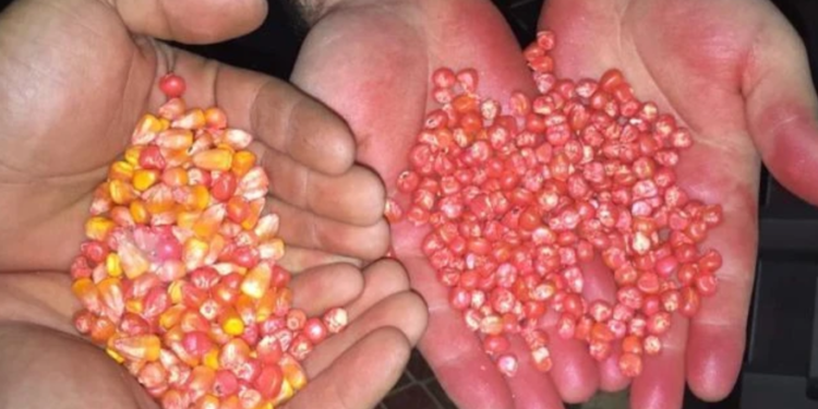 “Piratas do Agro”: Polícia desmantela esquema criminoso de falsificação de sementes de milho e soja