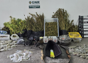 GNR Detém homem de 59 anos que tinha plantação sofisticada de canábis dentro de casa em Tavira