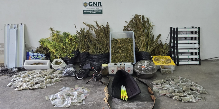 GNR Detém homem de 59 anos que tinha plantação sofisticada de canábis dentro de casa em Tavira