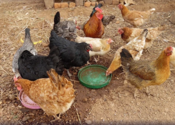 Brasileiros consumiram 45,6 quilos de carne de frango per capita em 2024