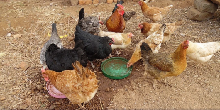 Brasileiros consumiram 45,6 quilos de carne de frango per capita em 2024