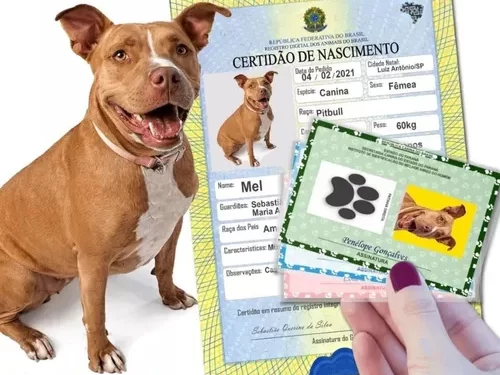 Animais domésticos terão direito a RG com cadastro nacional