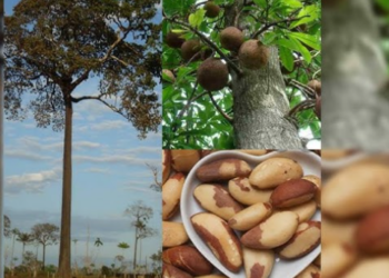 Polêmica nas redes: Mas a final é castanha do Pará ou do Brasil?