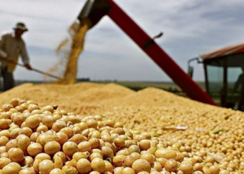 China interrompe importação de soja de cinco empresas brasileiras
