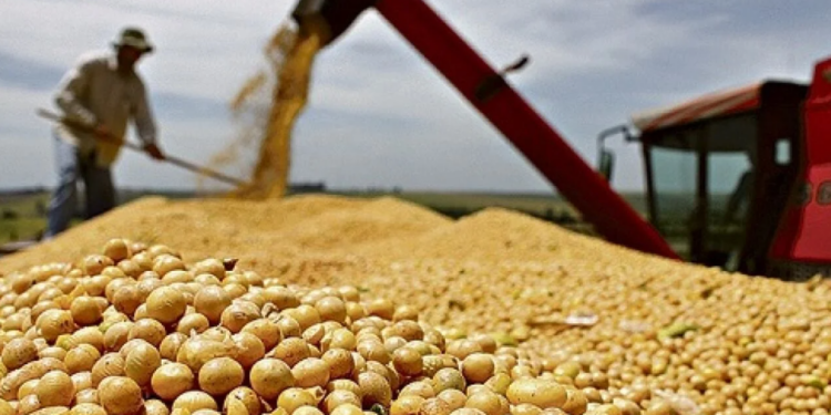 China interrompe importação de soja de cinco empresas brasileiras