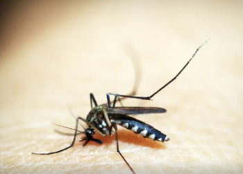 Rio de Janeiro confirma primeira morte por dengue este ano