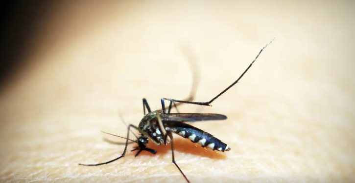 Rio de Janeiro confirma primeira morte por dengue este ano