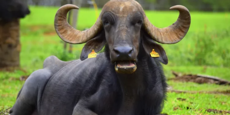 Fazendeiro é condenado à prisão por abandono de búfalas em Brotas, no interior paulista