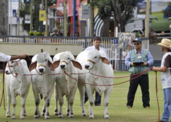 Triângulo Mineiro; ExpoZebu: inscrições da raça Nelore Pelagens encerram no segundo dia na ABCZ; saiba mais