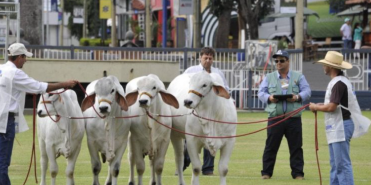 Triângulo Mineiro; ExpoZebu: inscrições da raça Nelore Pelagens encerram no segundo dia na ABCZ; saiba mais