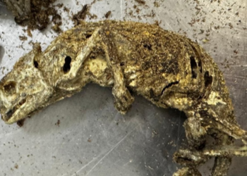 Nigeriano tenta entrar no Brasil com bagagem recheada; “Cabeça de cachorro, ratos, morcegos, peixe e larvas”.