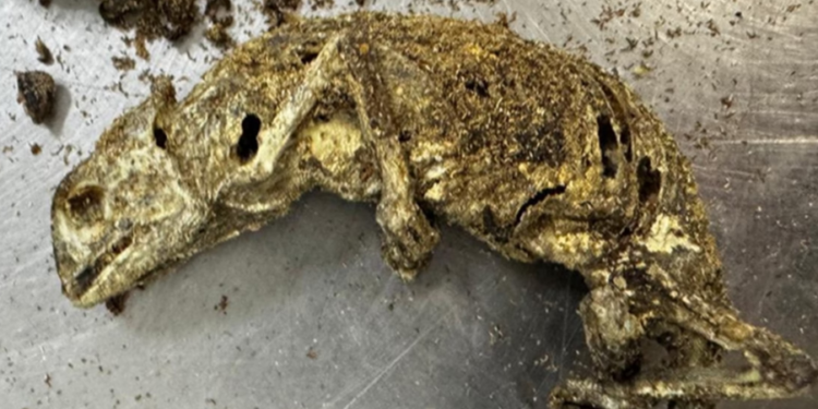 Nigeriano tenta entrar no Brasil com bagagem recheada; “Cabeça de cachorro, ratos, morcegos, peixe e larvas”.