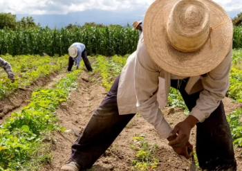 Agroecologia beneficia produtores do Norte de Minas; entenda modelo de produção