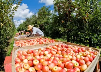 Maçã ganha espaço nas lavouras do Sul de Minas Gerais