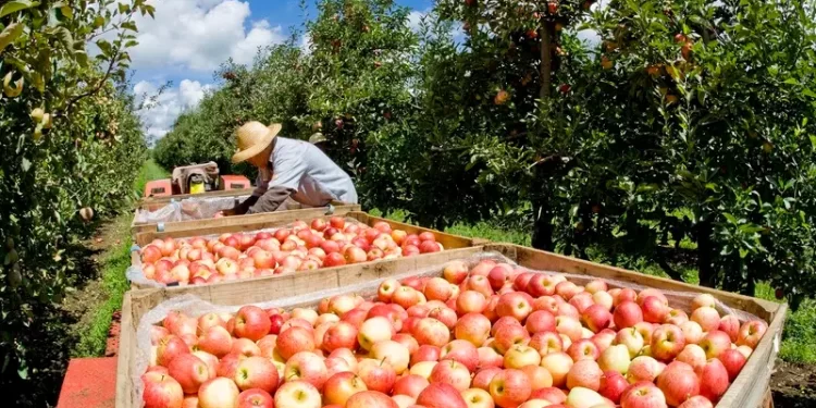 Maçã ganha espaço nas lavouras do Sul de Minas Gerais
