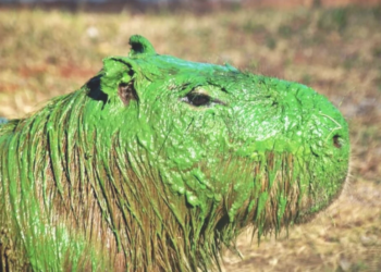 Bactérias tóxicas deixam capivaras verdes  na Argentina