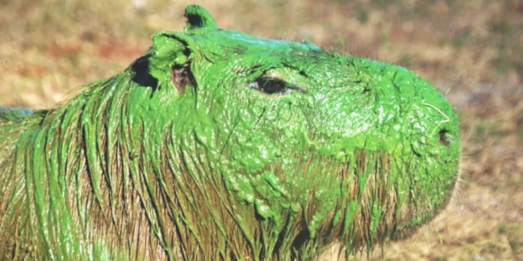 Bactérias tóxicas deixam capivaras verdes  na Argentina