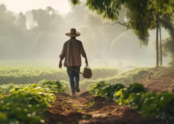 Desenrola rural prevê descontos de até 96% em dívidas de agricultores