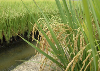 Zona da Mata mineira possui alto potencial para cultivo de arroz de sequeiro