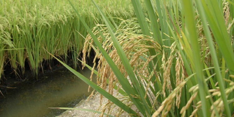 Zona da Mata mineira possui alto potencial para cultivo de arroz de sequeiro
